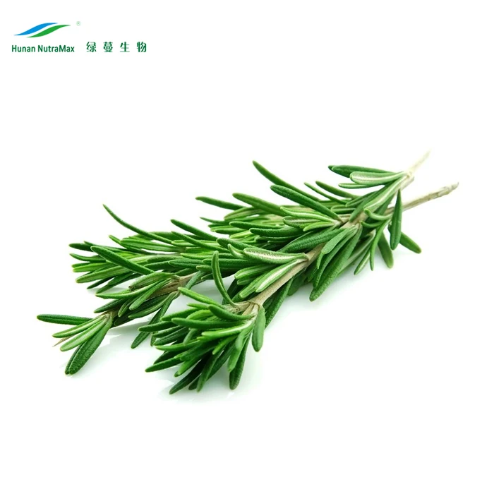 rosemary leaf extract 5:1