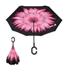 pink chrysanthemum
