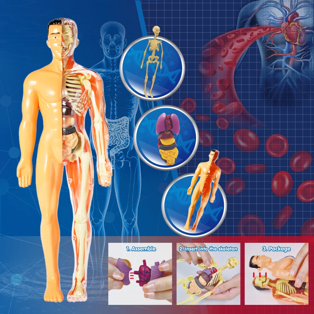 The Complete Human Body: the Definitive Visual Guide Human Body Model for Kids Resources Human Assembly Skeleton Body
