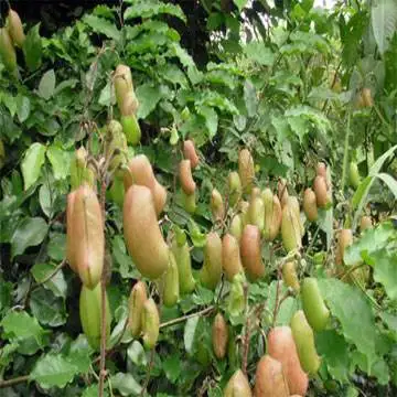Griffonia Seed Extract 5HTP Powder in Griffonia Simplicifolia Plant