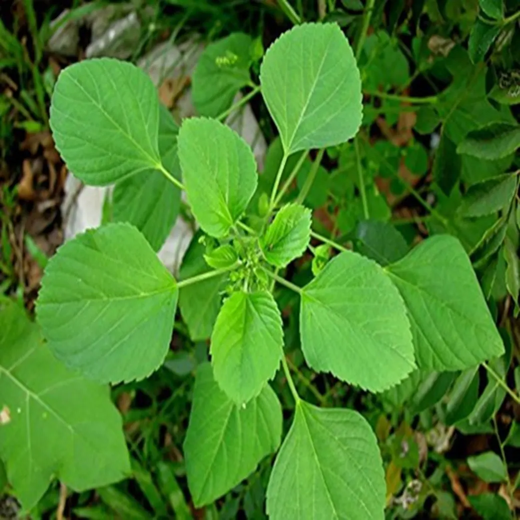 Acalypha Leaves Cultivated Wild Indian Acalypha Leaves Powder Plant Extract Food Supplement
