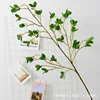 Ficus microcarpa - Long Branches and Three-Dimensional
