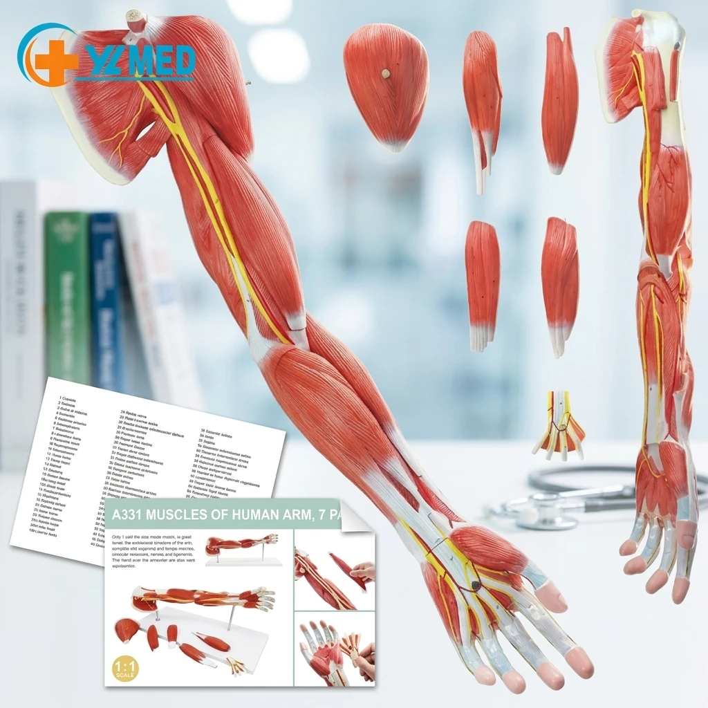 3B Scientific 筋肉上肢模型 左腕 筋肉解剖 6分解モデル 3B Scientific