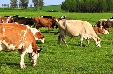 Solar GPS Tracker for Goat Tracking Device Camel GPS Tracking Device for Farm Animals Horse Solar Tracker Cow