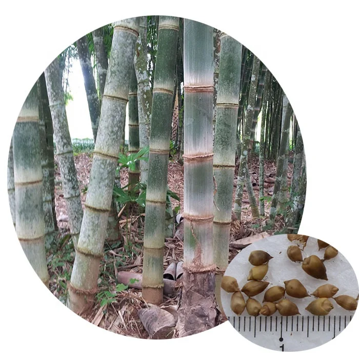 Tropical plant genuine Dendrocalamus asper giant bamboo seeds