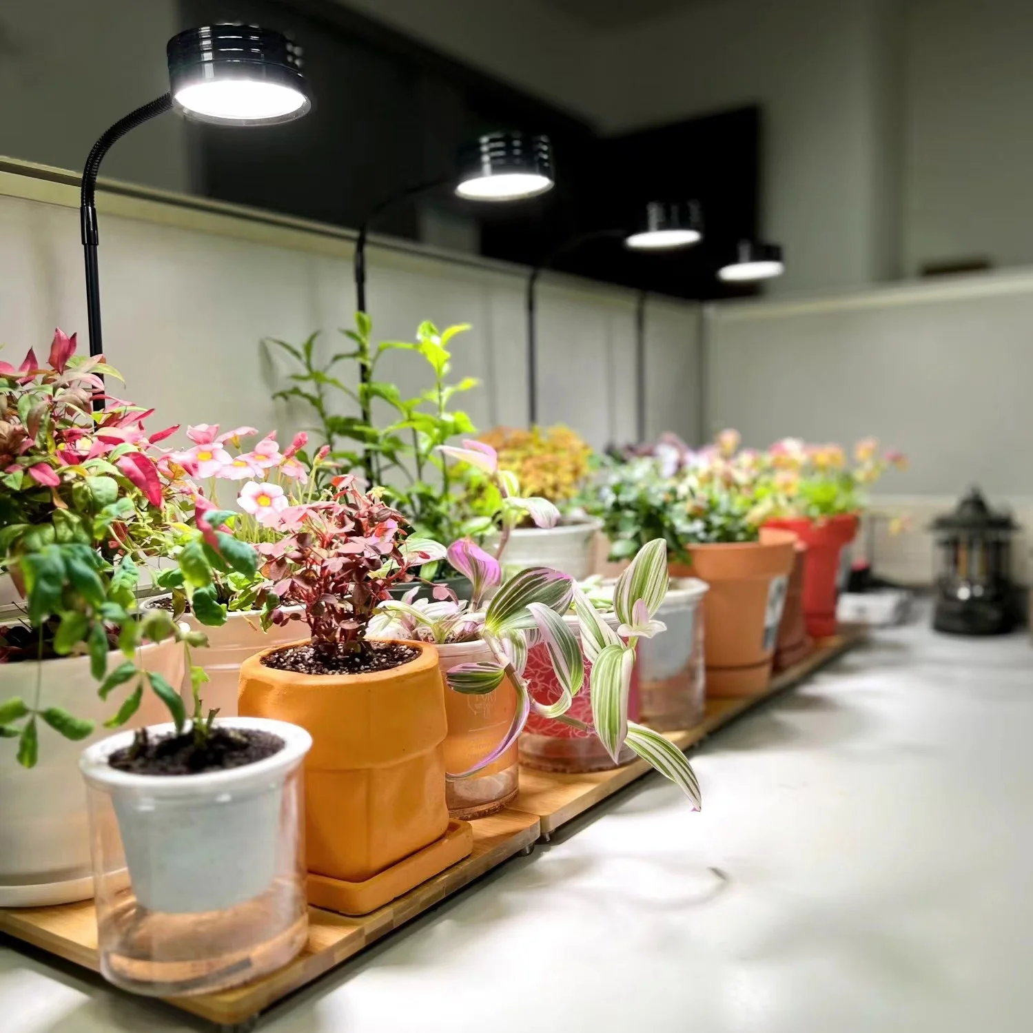Lamps for Home Garden Plants Growing Led Aquarium Fish Tank Light Bamboo  Plant Lamp Planted Vivarium Terrarium Light