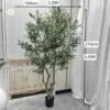 Olivo di 210 centimetri