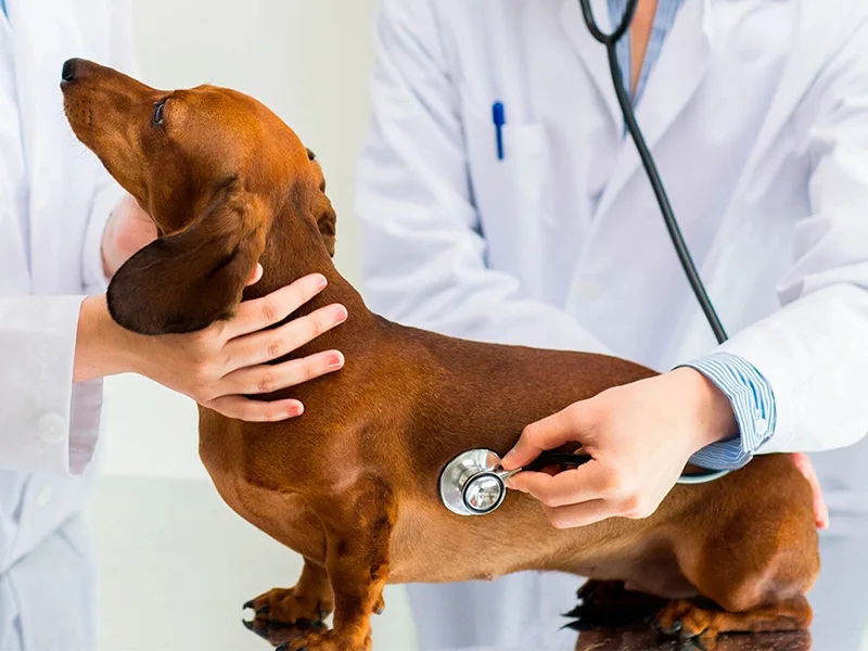 Support Vest Designed For Dogs Injured Disc Pain Relief Protective Strap For Pet Broken Back