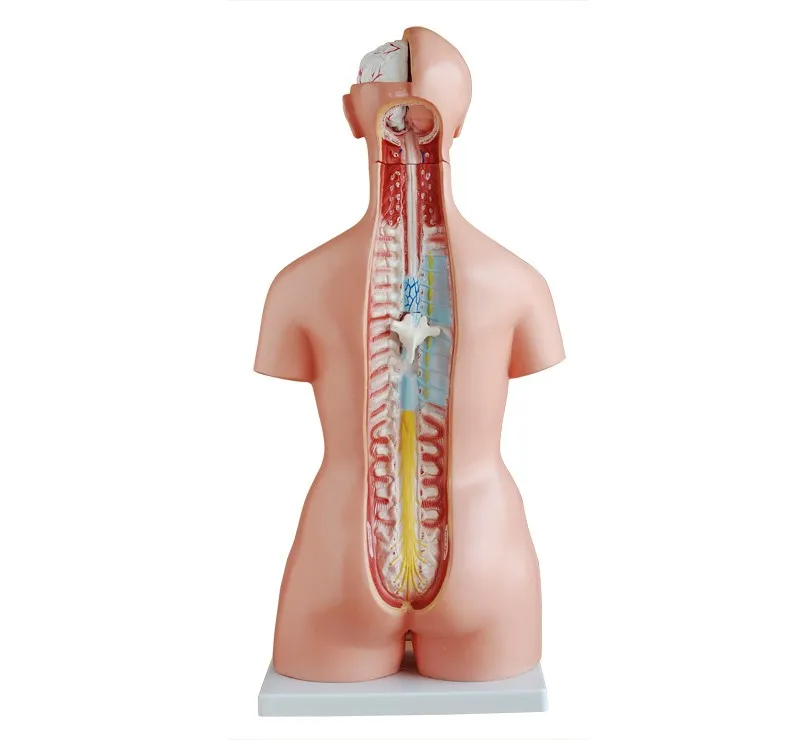 ADA-A1042 人体解剖模型（男女兼用）医学教育用| Alibaba.com
