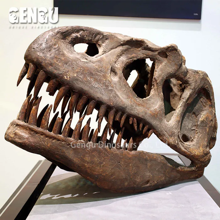 アロサウルスシミュレーション恐竜頭蓋骨化石 Buy 恐竜ヘッド化石 先史時代の化石販売のため 販売のための博物館品質の恐竜化石 Product On Alibaba Com