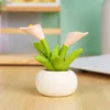 Flowerpot pixie-caladium