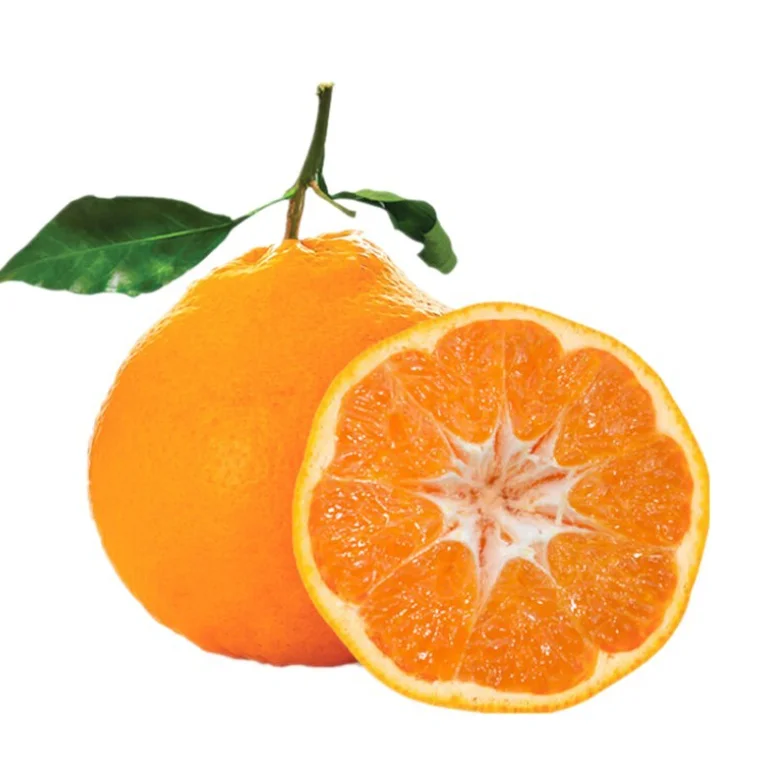 fresh style citrus fruit product type fresh mandarin orange