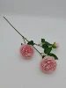 Rosa suave