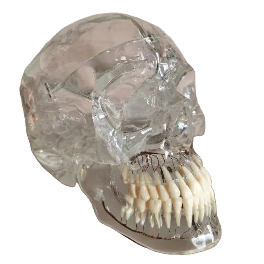 Life Size Teaching PVC Human Transparent Skull with Neurovascular Anatomical Model