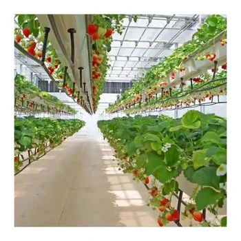 Agricultural Vertical Farming Strawberry Hydroponics Growing System ...