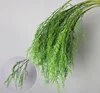 Erba della barba del drago verde