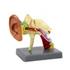 QH3310-8 Modèle d'oreille 22 composants