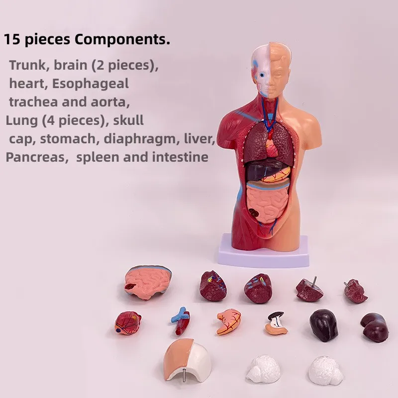 Medical Science Teacher Internal Organs Anatomical Human Torso Body ...