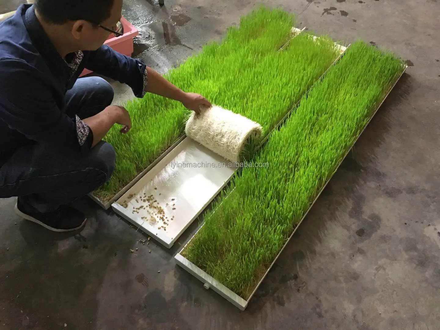 1 Meters Hydroponic Trays Food Grade Plastic PVC Tray Material Origin Type Hydroponics Barley Fodder Tray