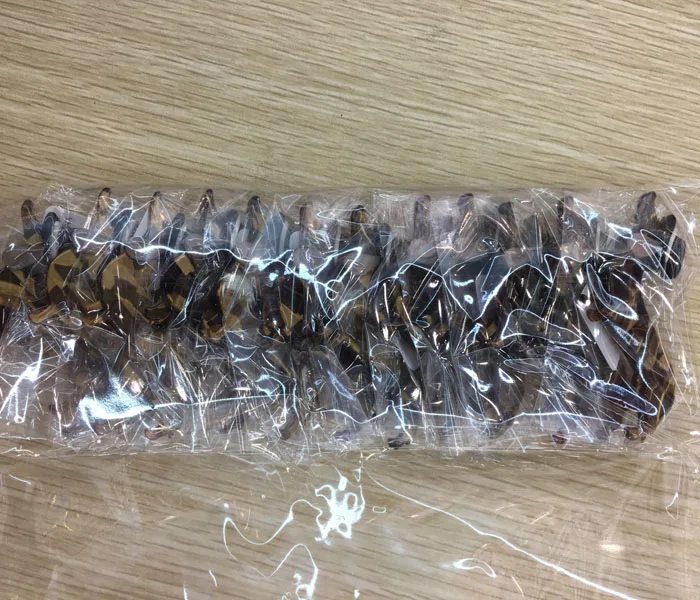 醋酸纤维素高档发饰马尾辫乐队郁金香花小皮筋