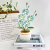 Phalaenopsis blu