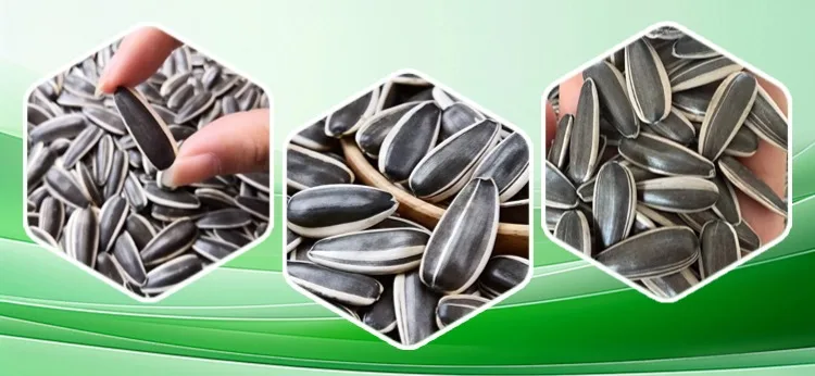 High-quality Chinese Sunflower Seeds Can Be Used for Planting, Offering Higher Yields at Discounted Prices. Large Size T6.