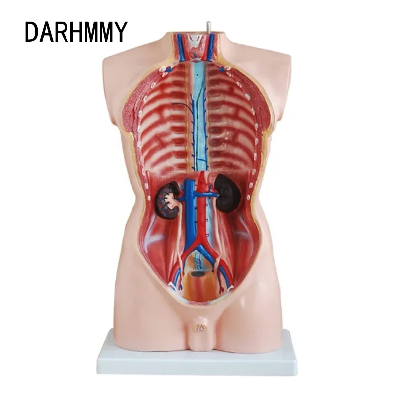 DARHMMY 85CM Male Torso Human Anatomy Simulator with 19 Parts Medical Science Training Product