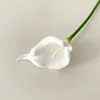 Núcleo Blanco