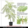 140cm jacaranda mimosifolia