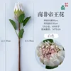 South African King Protea (white)