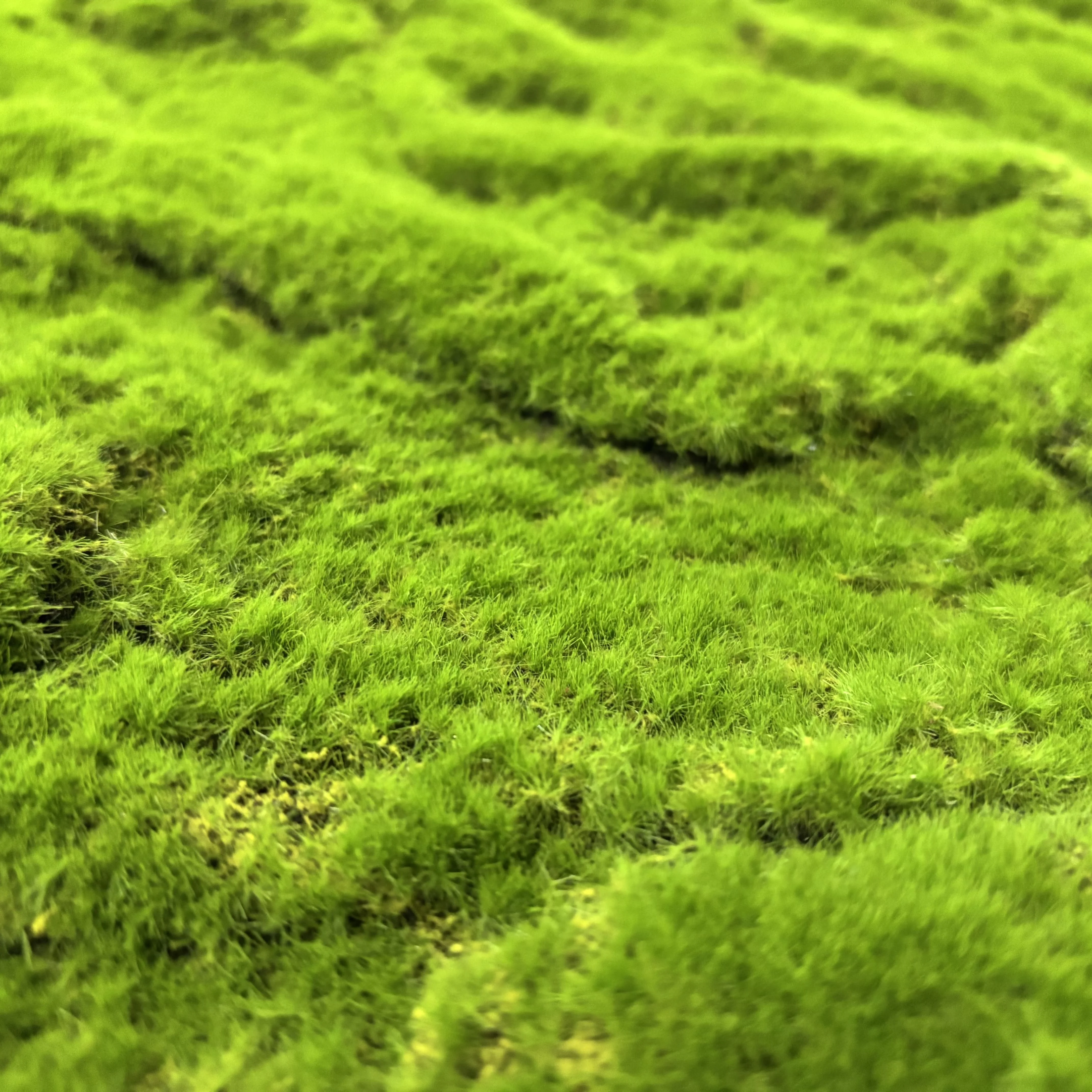 Прямая оптовая продажа искусственный зеленый моховой ковер мох свард для украшения стен дома и сада