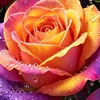 สีเหลือง --- # 1