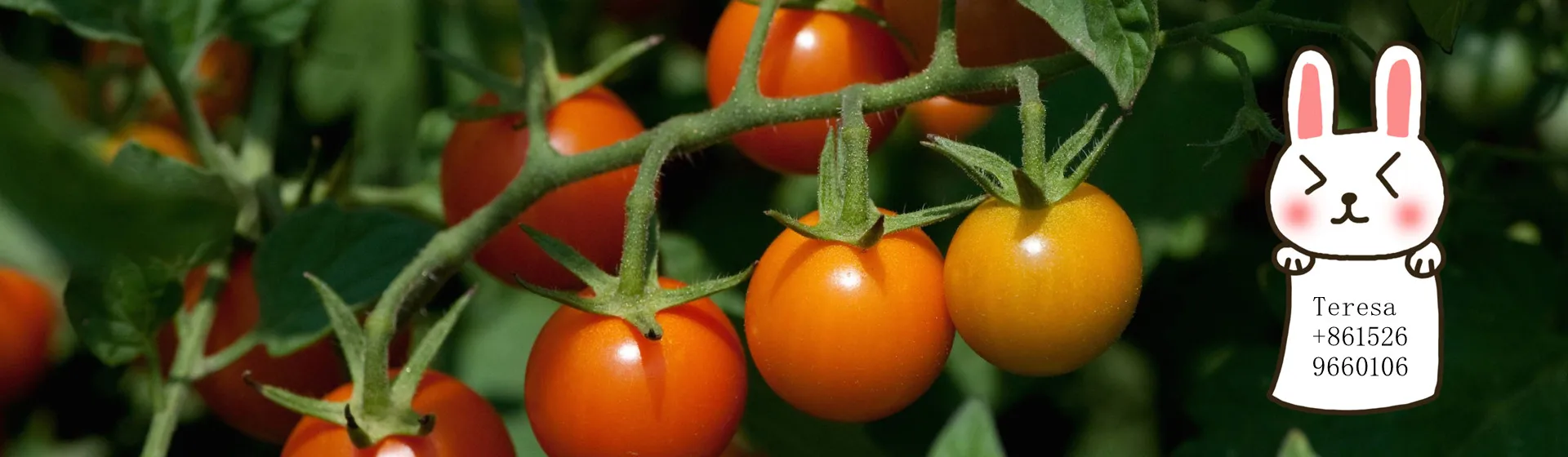 tomato hydroponics.jpg