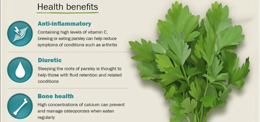 Apigenin Powder Benefits Apigenin Powder Benefits