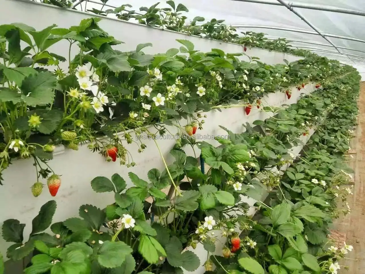 Greenhouse A Shape Vertical Farming Hydroponics Strawberry Gutter ...