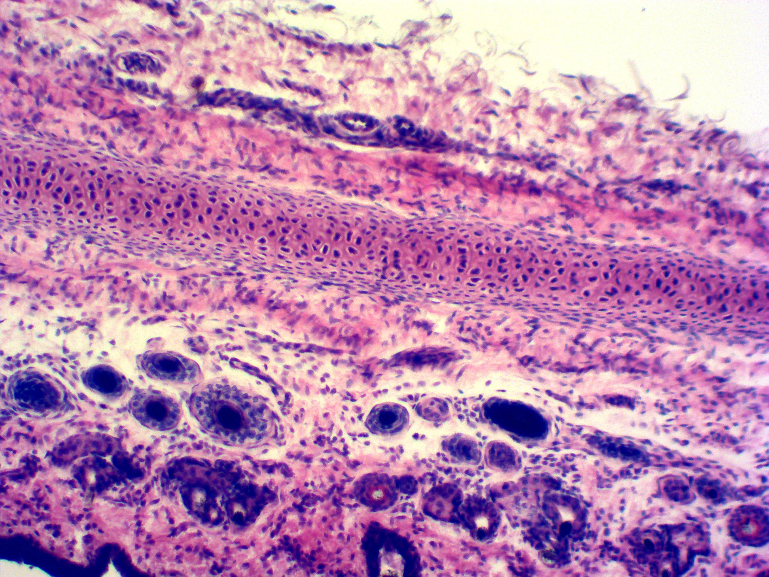 Microscope Slides Set Human Histology Slide Basic Biological Science