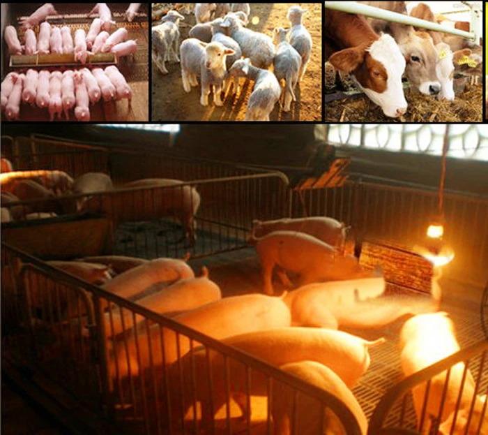 Infrared Thickened Heating Breeding Bulb Heat Infrared Lamp 150w for Animal Husbandry Farm Poultry