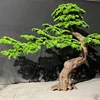 1#(Acial accogliente pino treertif deposito)