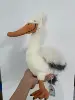 pellicano