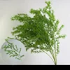 Hoja de pino