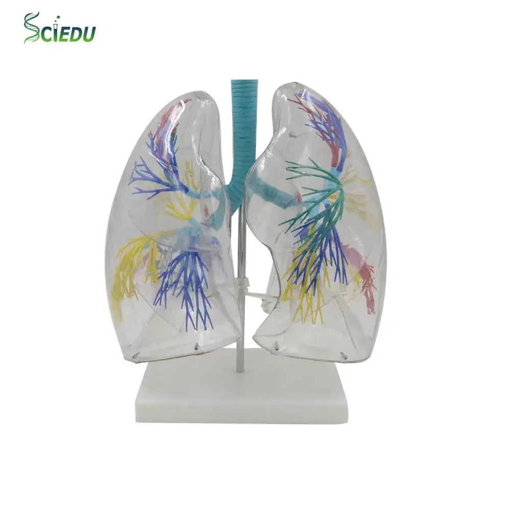 Đã xây dựng một mô hình giảng dạy về hệ hô hấp dựa trên giải phẫu các phân đoạn phổi trong suốt, bao gồm cây phế quản của phổi trái và phổi phải.