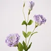 Viola chiaro