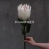 White King Protea