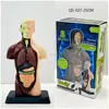 QS-027 25cm metà corpo umano modello scatola di colore