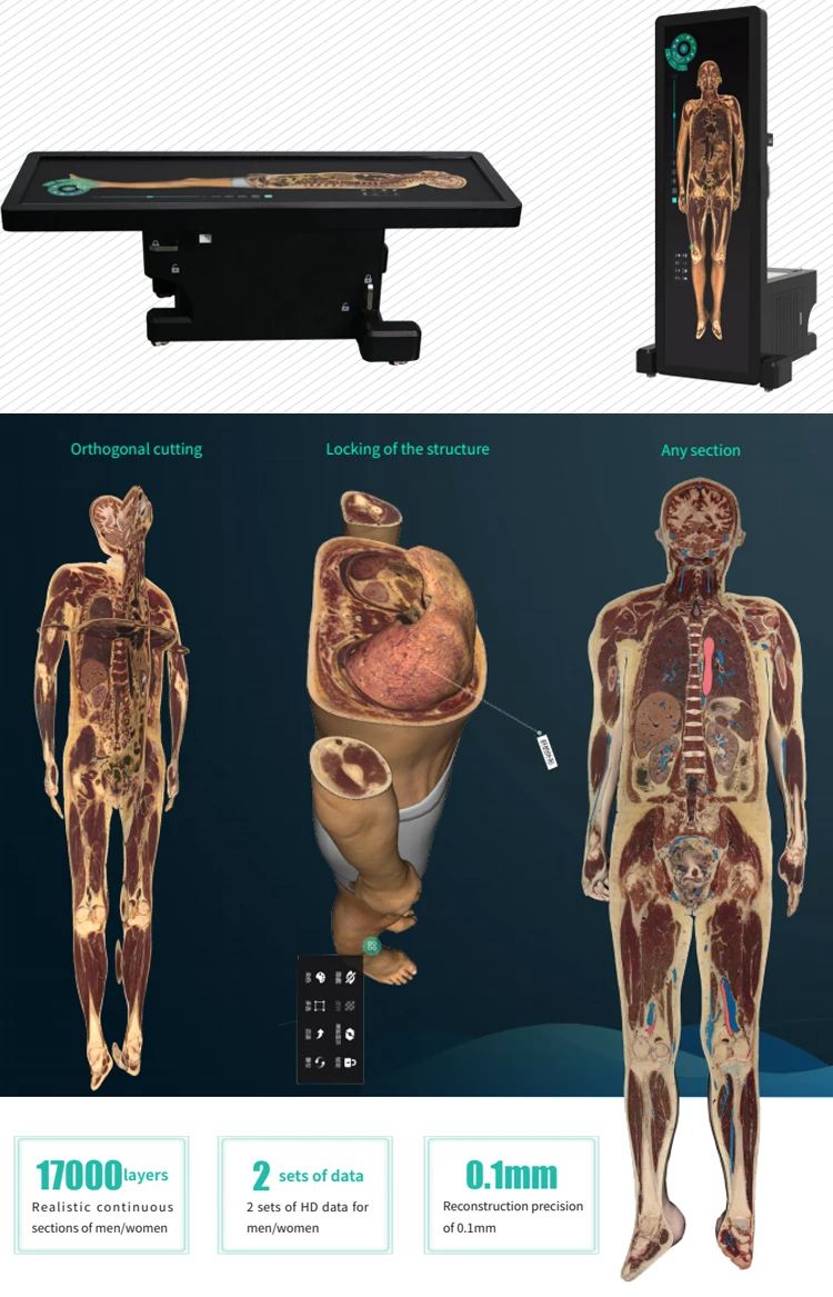 Виртуальный анатомический стол