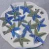 Étoile de mer plaquée UV - diamètre 50 47 mm