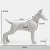 Chihuahua bianco