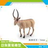 Antílope de nariz alta PL127-2832 42G