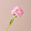 Rosa sfumato garofano con confezione indipendente