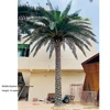 Palmera de Dátiles de Oriente Medio